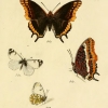 papilio ausonia plate2